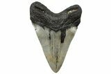 Serrated, Fossil Megalodon Tooth - North Carolina #299013-2